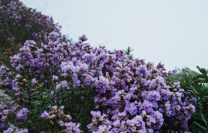 Neelkurinji Bloom