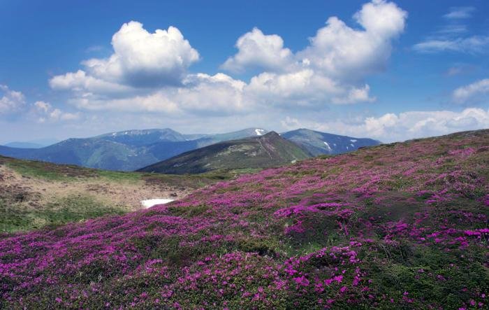 Neelkurinji Bloom in Munnar