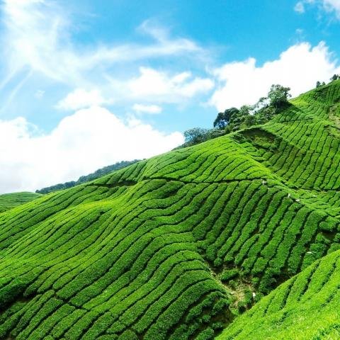 munnar