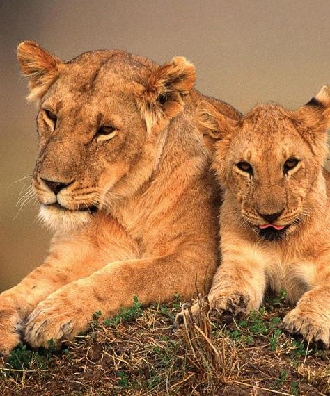 Kenya Luxury Experiences