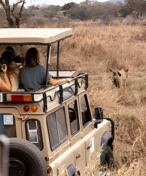 A group on a safari in an open-top vehicle watches a lion in dry grassland. The scene is adventurous, with a sense of excitement and anticipation.