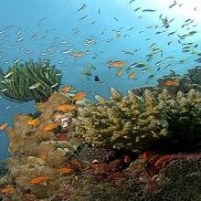 Havelock snorkeling 1