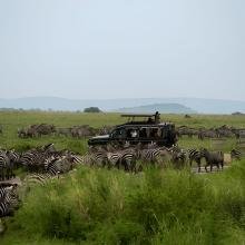 A safari jeep is surrounded by a large herd of zebras on a grassy plain. The scene conveys adventure and immersion in a natural wildlife habitat.