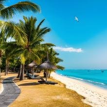 A serene tropical beach with palm trees lining a sandy path, leading to clear turquoise waters under a bright blue sky with a lone seagull flying.