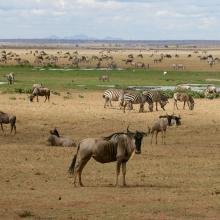Expansive savannah with numerous wildebeest and zebras grazing under a cloudy sky. The scene conveys a sense of calm and vastness.