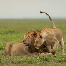 A male lion sits on grassy plains, while a lioness nuzzles against him affectionately. The scene conveys warmth and camaraderie in a serene savannah setting.
