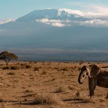 An elephant stands on a dry savannah with scattered bushes. In the background, Mount Kilimanjaro towers, partly shrouded in clouds, under a clear sky.