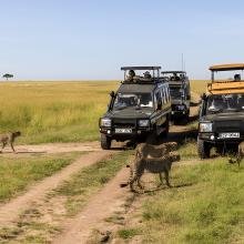 Safari vehicles on a dirt path in an open savanna are surrounded by four cheetahs. The setting is sunny, conveying a sense of adventure and excitement.