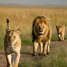 A lioness, lion, and cub walk in a line on a dirt path through a grassy savanna under a clear blue sky, conveying a sense of determination and unity.