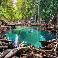 Serene pool surrounded by lush mangrove trees and tangled roots. The clear turquoise water contrasts with the rich greenery, creating a peaceful, natural scene.