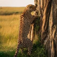 Cheetah standing on hind legs, clawing a tree in a sunlit savanna. Its detailed spots contrast against the tree's textured bark.